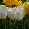 Spring Tulips